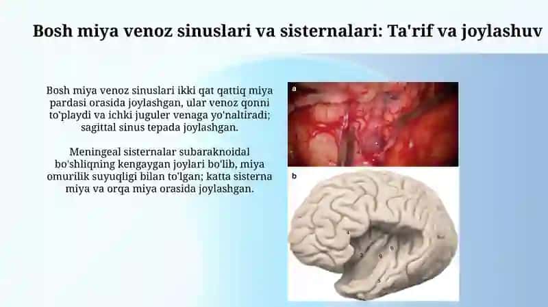 Bosh miya pardalarining vena boshliqlari va sisternalari. Orqa miya suyugligi 3