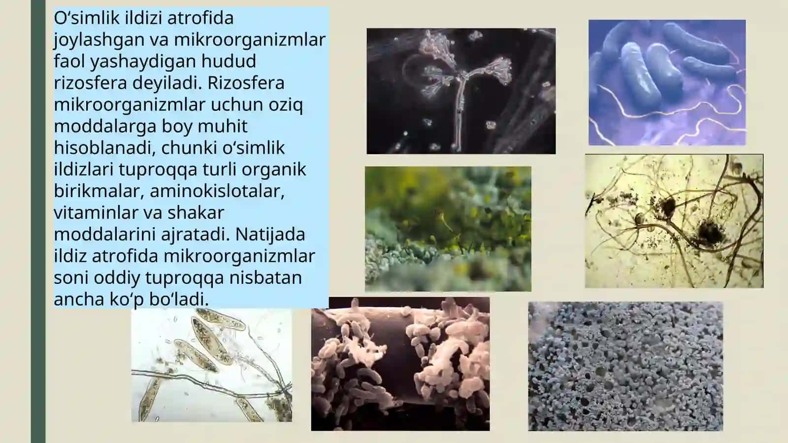 Tuproq mikrobilologiyasi osimlik ildizdagi miroorganizmlar va ularning ahamiyati 3