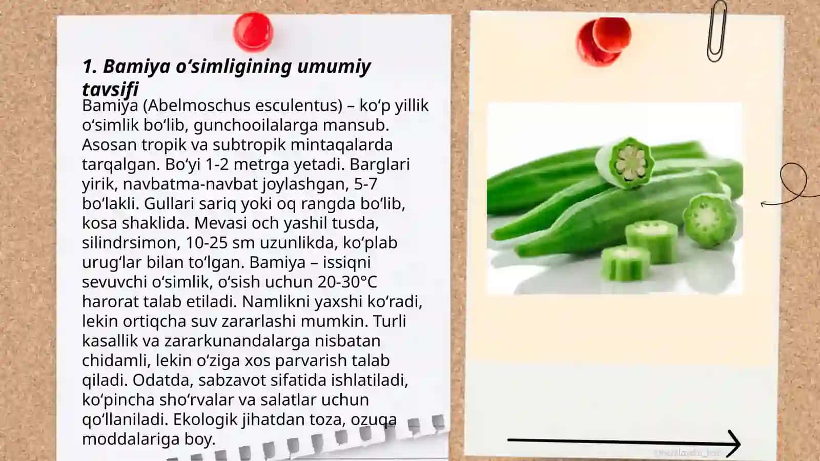 Bamiya òsimligining morfologoyasi va biologiyasi bilan tanishish 3