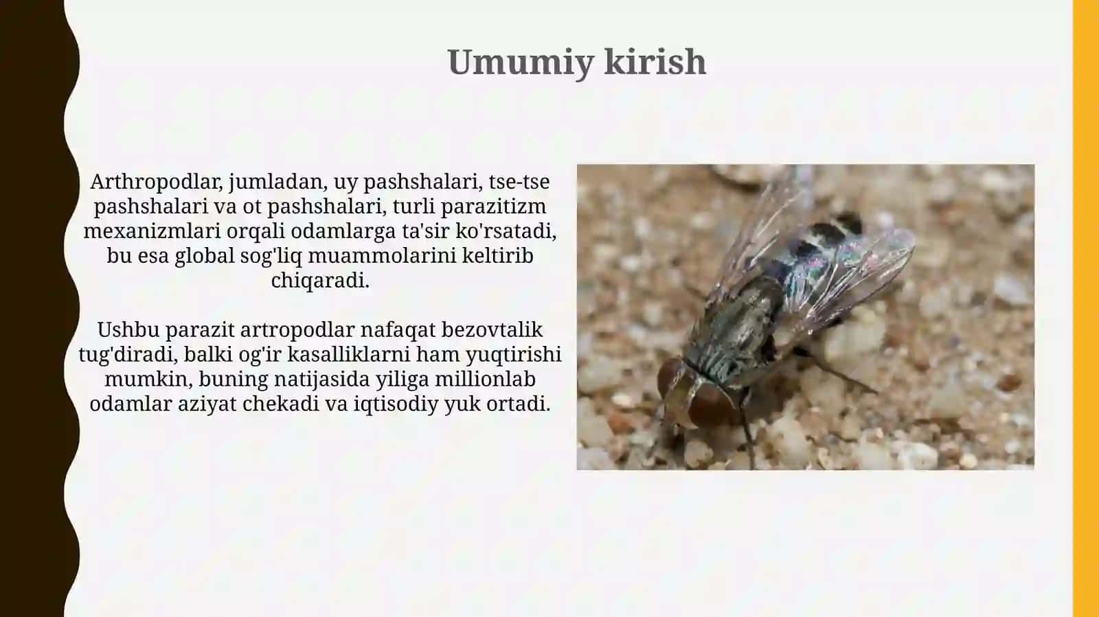 Odamlarda parazitlik qiluvchi bo‘g‘imoyoqlilar (uy pashshasi, se-se pashshasi vaso’nalar) 3