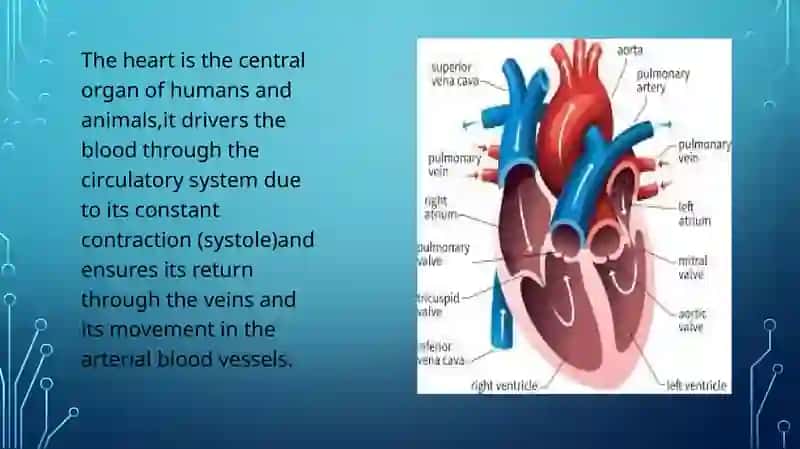 HEARt AND A VASCULAR SYSTEM 3