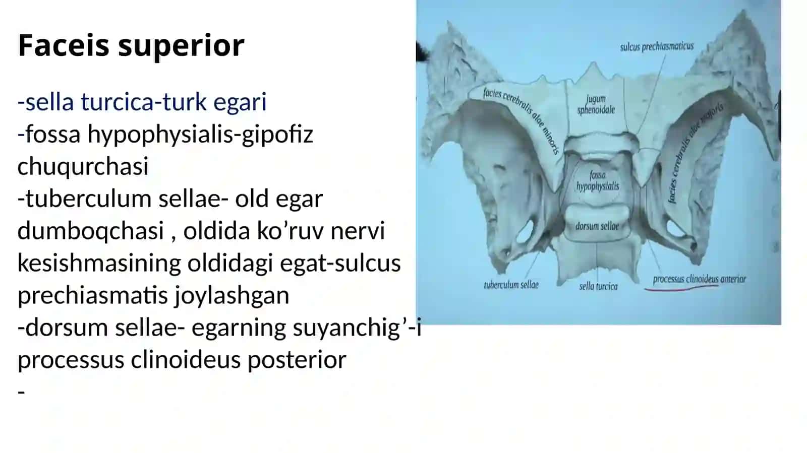Ponasimon suyak (os sphenoidalis) 3