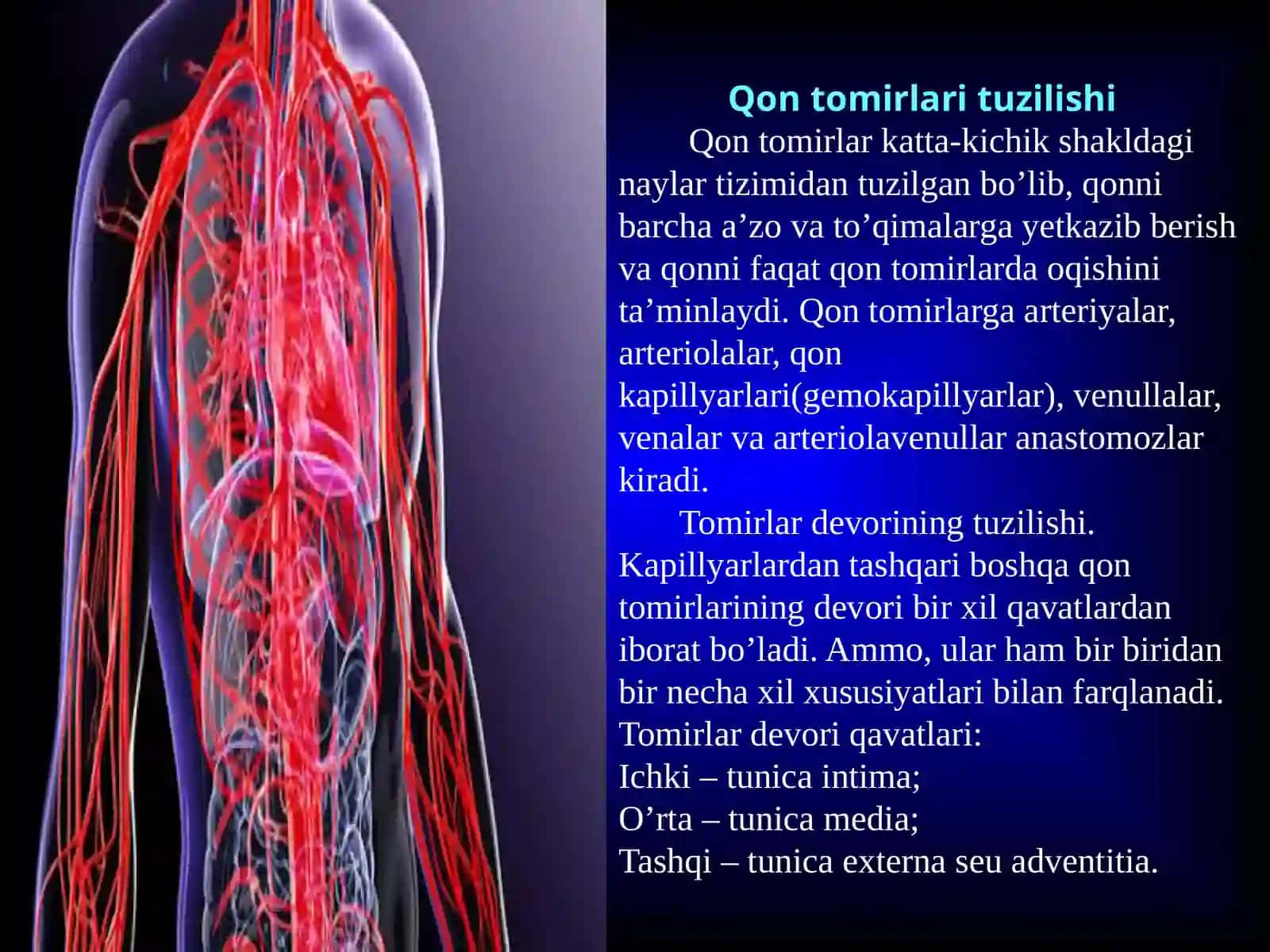 Qontomirlari tuzilishi valimfatizimi 3