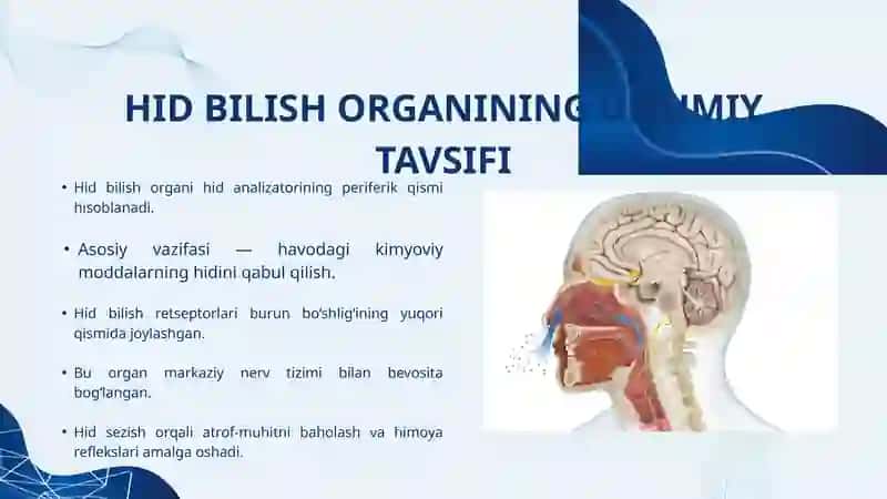 HID BILISH ORGANINING TUZILISHI VA UNING REGENERATSIYA QILISH XUSUSIYATLARI 3
