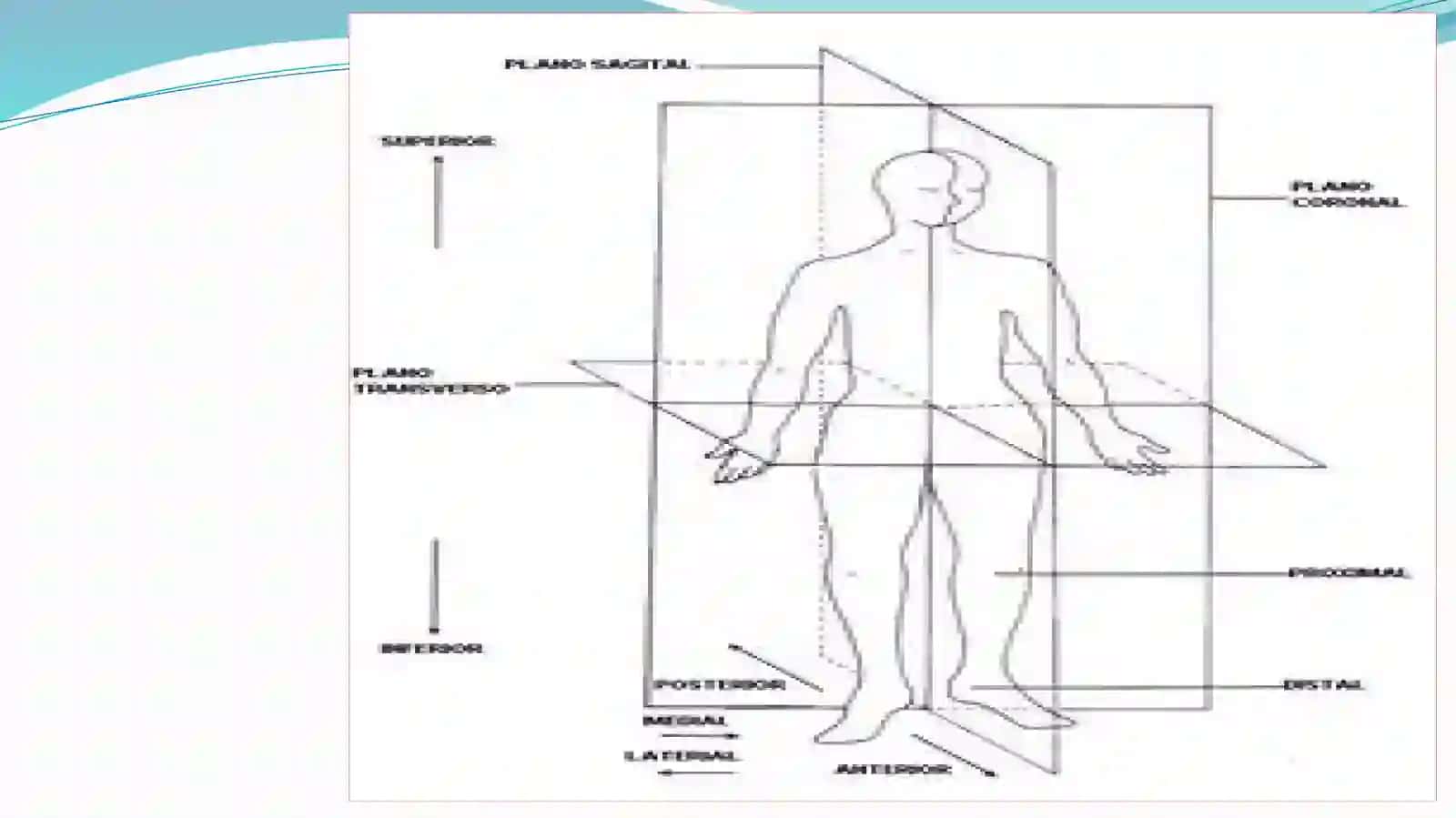 Anatomik sathlar.Umumiy osteologiya.Bo’yin va ko’krak,bel, dumg’aza va dum umurtqalari.Qovurg’a va to’sh suyagi 3