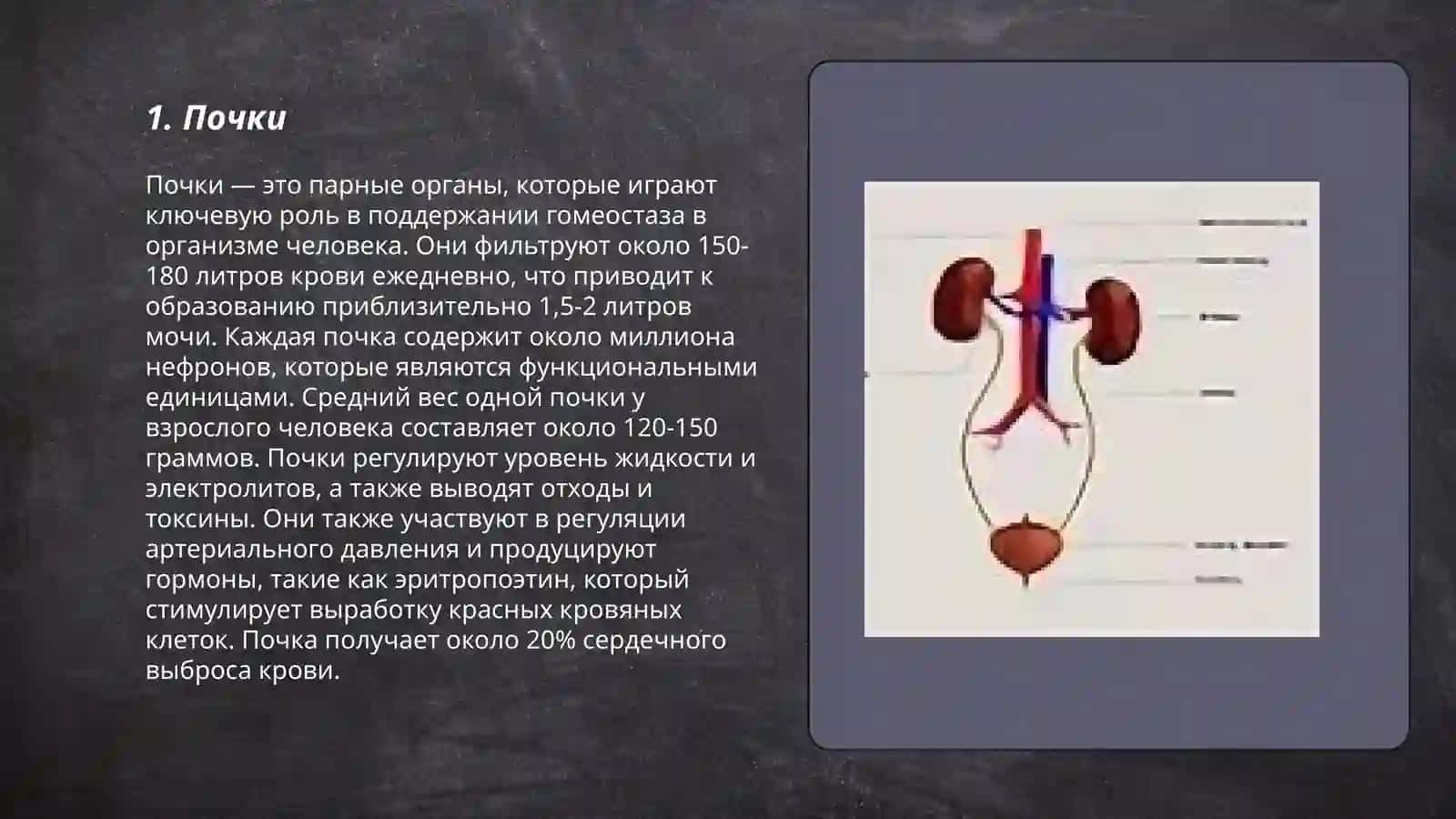 Основные органы выделительной системы 3