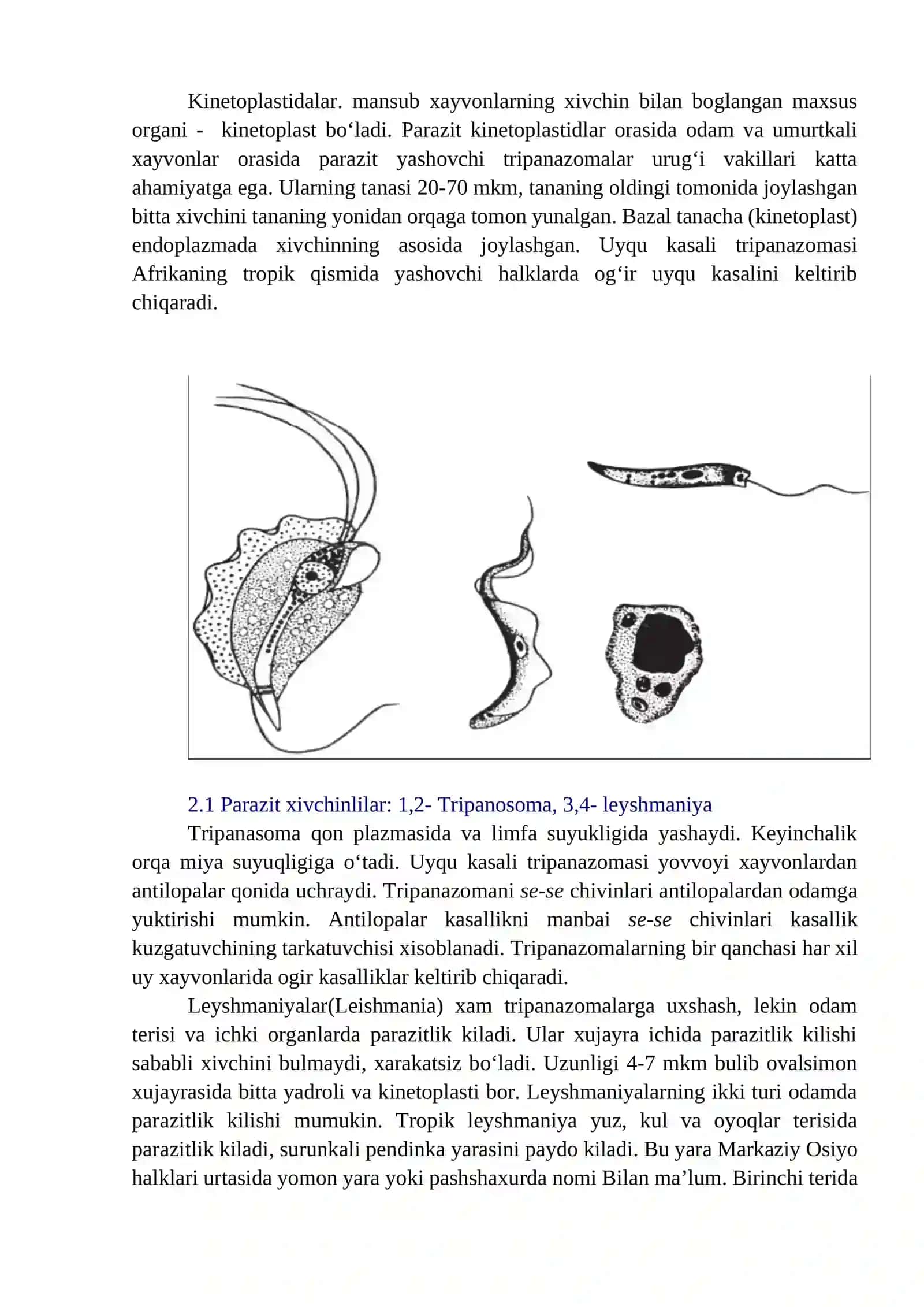 AMALIY MASHG‘ULOTLAR- MASHG‘ULOT. BIR HUJAYRALILAR KENJA OLAMI (PROTOZOA). EUGLENOZOA TIPI: EVGLENALAR(EUGLENOIDEA) CINFI 3