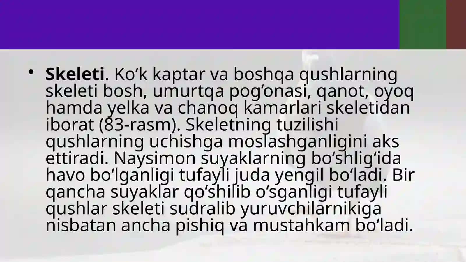 Ko‘k kaptarning skeleti va muskullari 3