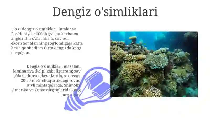 Dengiz o'simliklari 3