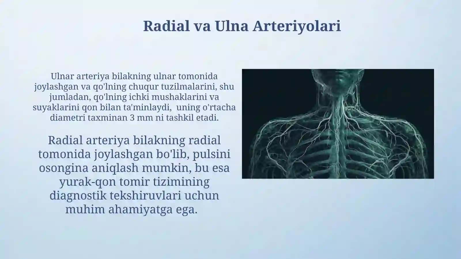 Subklaviya Arteriyasi, Qo'l Qon Tomirlari, Yelka-Bosh Arteriyasi 3