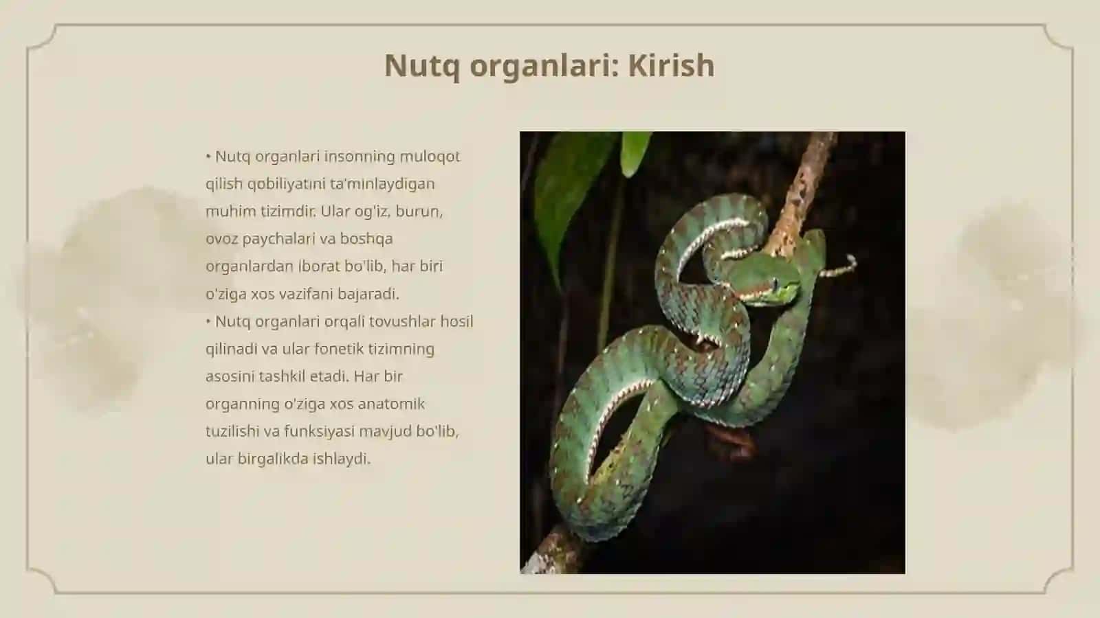 Nutq organlari va ularning vazifalari 3