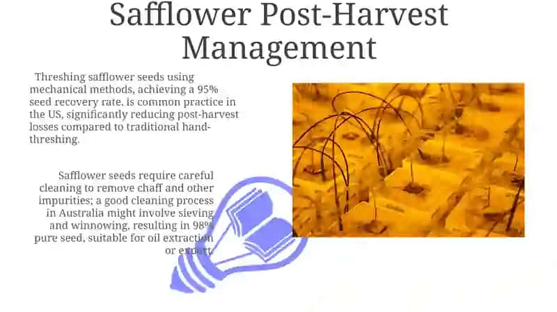 Safflower Post-Harvest Management 3