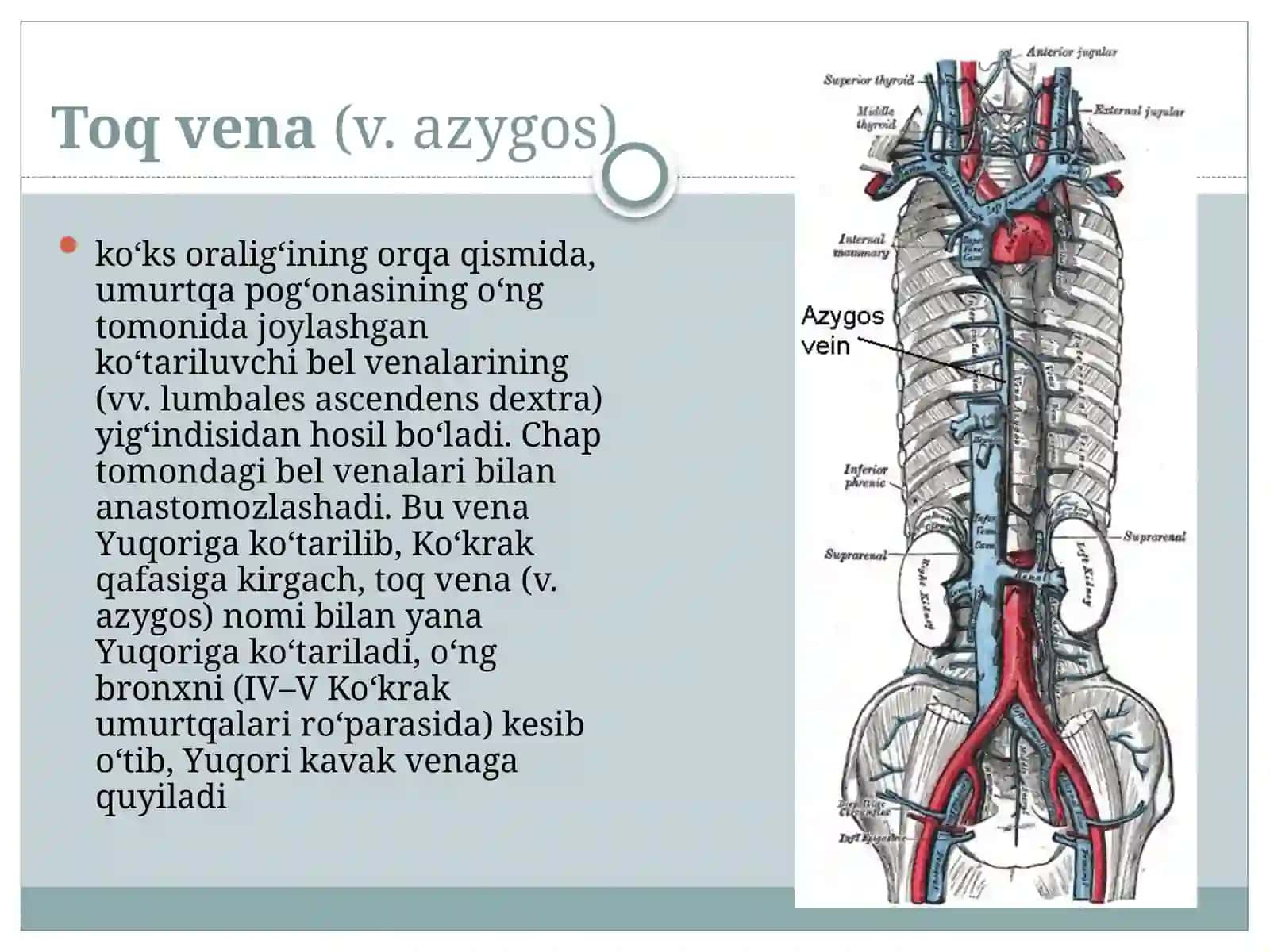 Vena tizimi va uning yoshga qarab o‘zgarishi 3