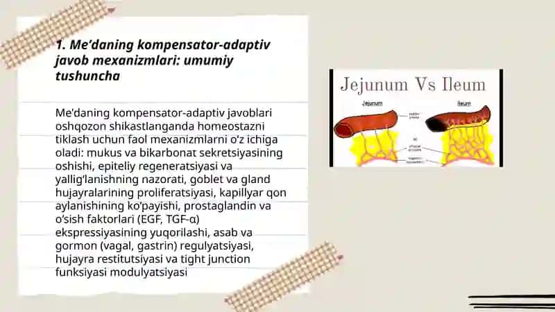 MEʼDANING KOMPENSATOR-ADAPTIV VA REGENERATIV XUSUSIYATLARI 3