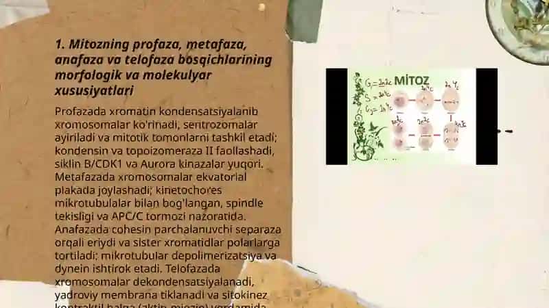 Mitoz va meyoz jarayoni: hujayra bo'linishining molekulyar morgologik bosqichlari ahamiyati 3