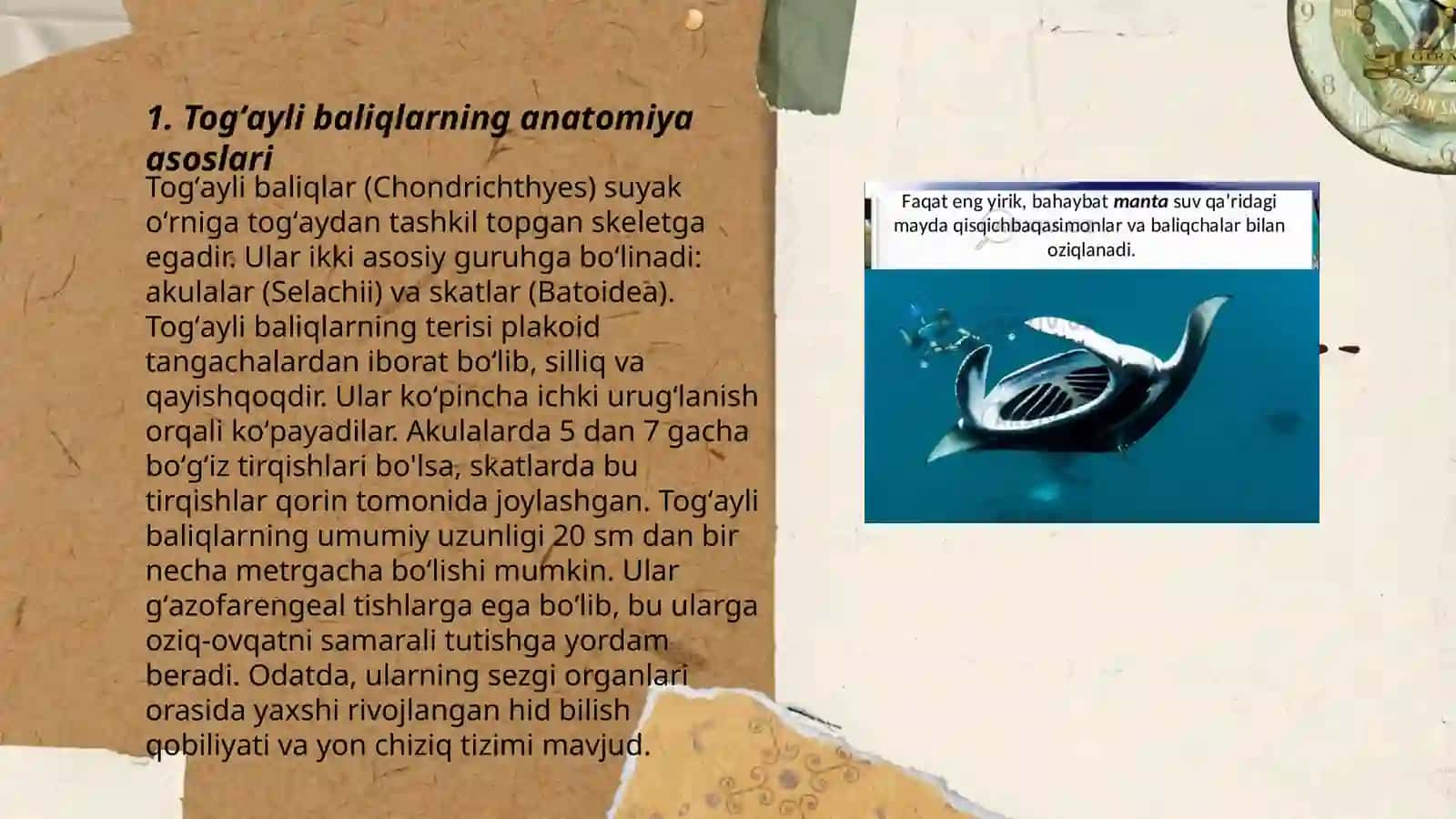 Togʻayli baliqlarning tuzilishi va hayot kechirishi 3