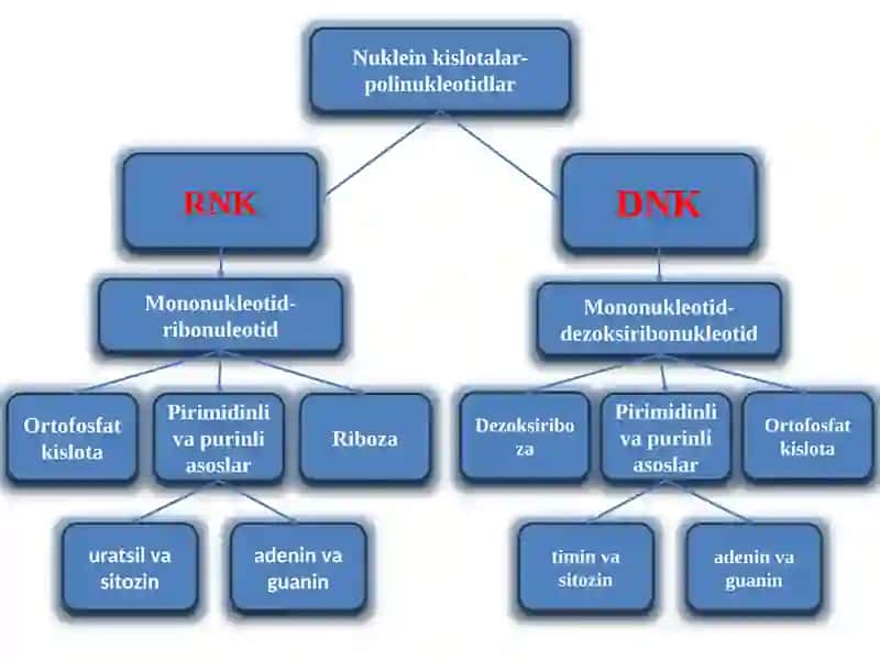 Nuklein kislotalar. Nukleozidlar. Nukleotidlar. Nuklein kislotalar tuzilishi. 3