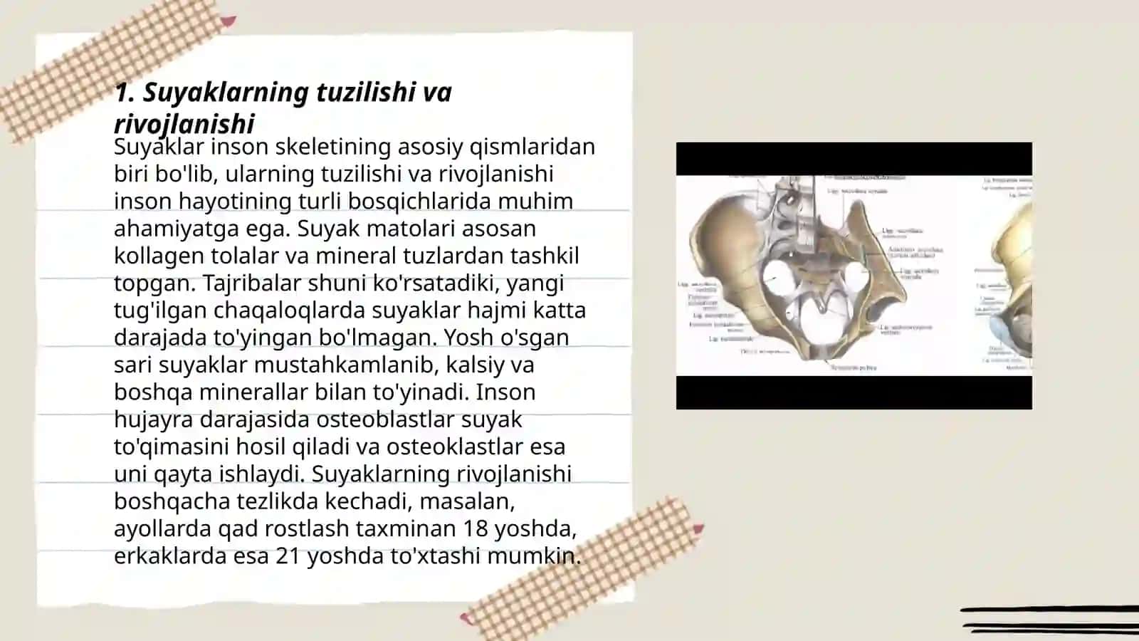 Suyaklarning tuzilishi va rivojlanishi 3