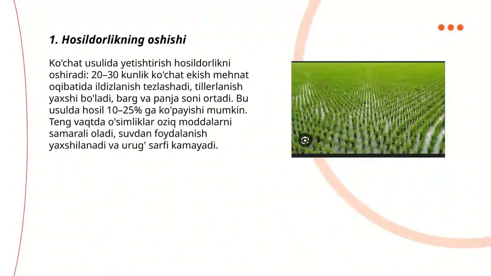 Sholini ko'chat usulida yetishtirish afzalliklari 3