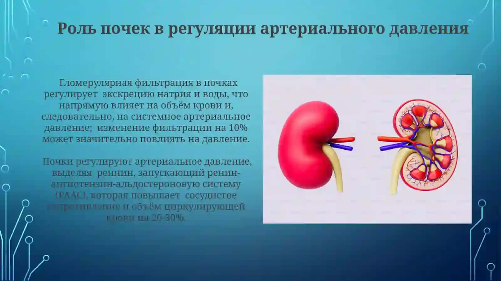Физиология «почечного давления» 3