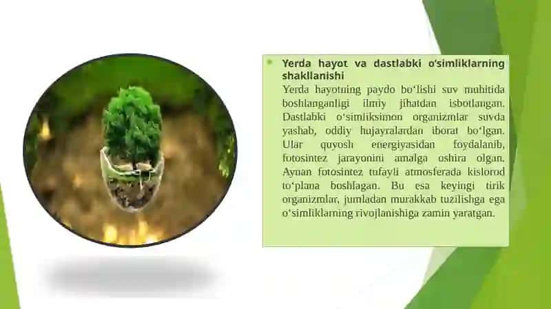 O'simliklarni kelib chiqishi va organlarning paydo bo'lishi 3