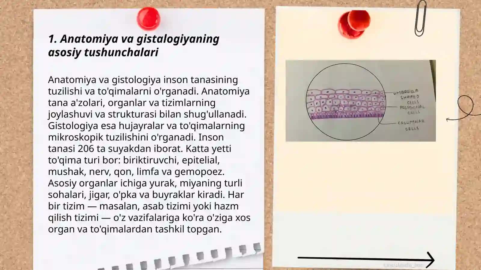 Anatomiya va Gistalogiya atamashunoslik talimoti 3