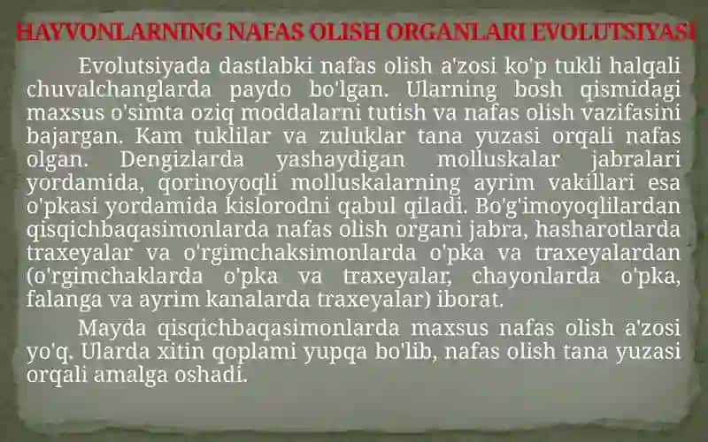 HAYVONLARNING NAFAS OLISH ORGANLARI EVOLUTSIYASI 3
