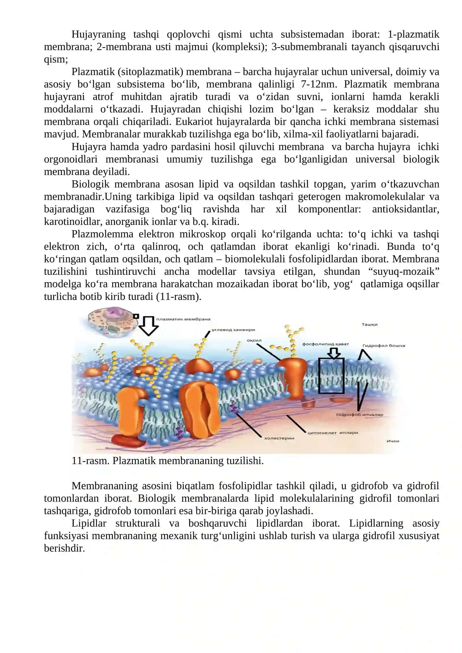 Eukariot Hujayralarning Ultrastruktur Tuzilishi 3