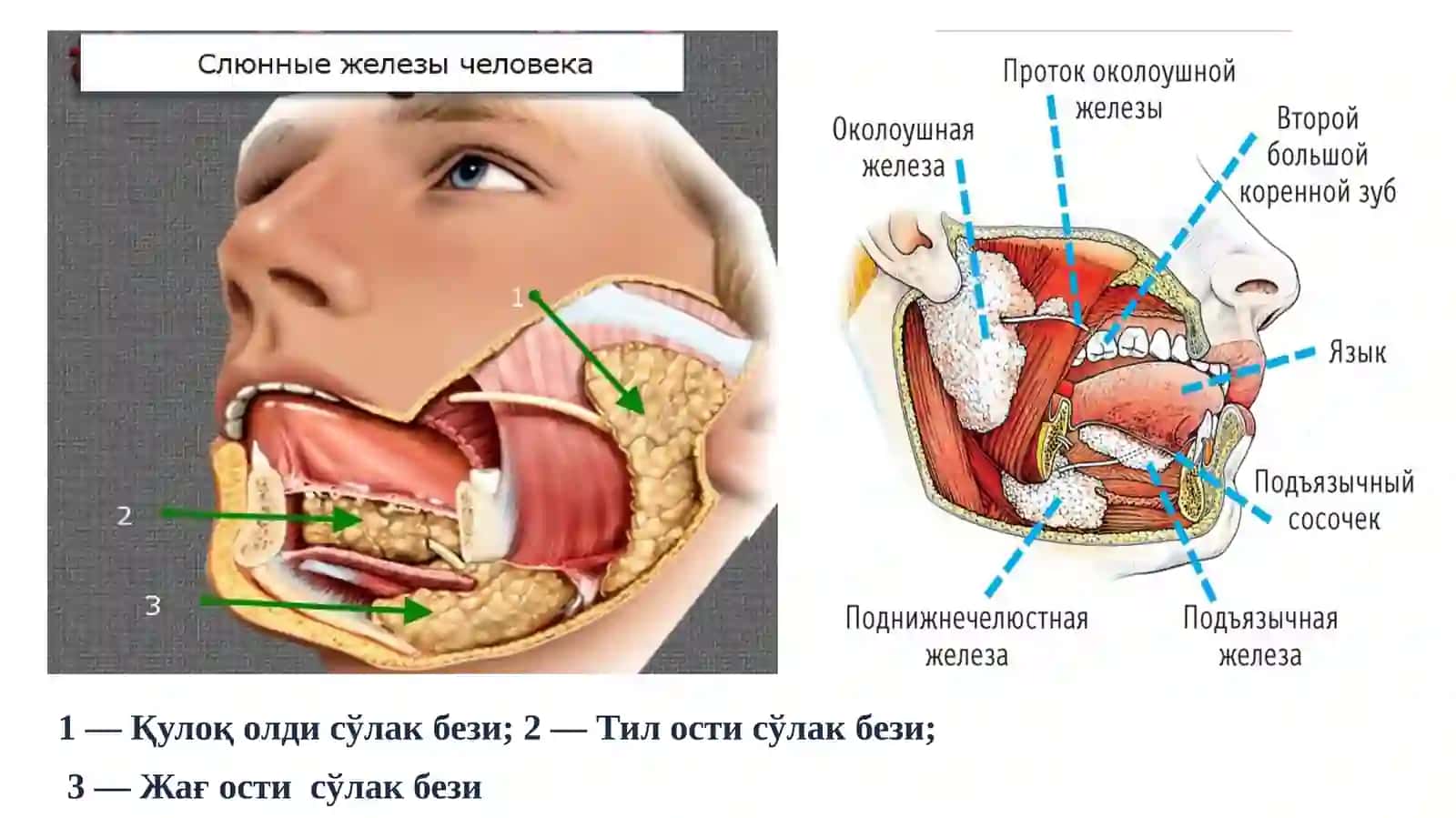 Сўлак безларирақи 3