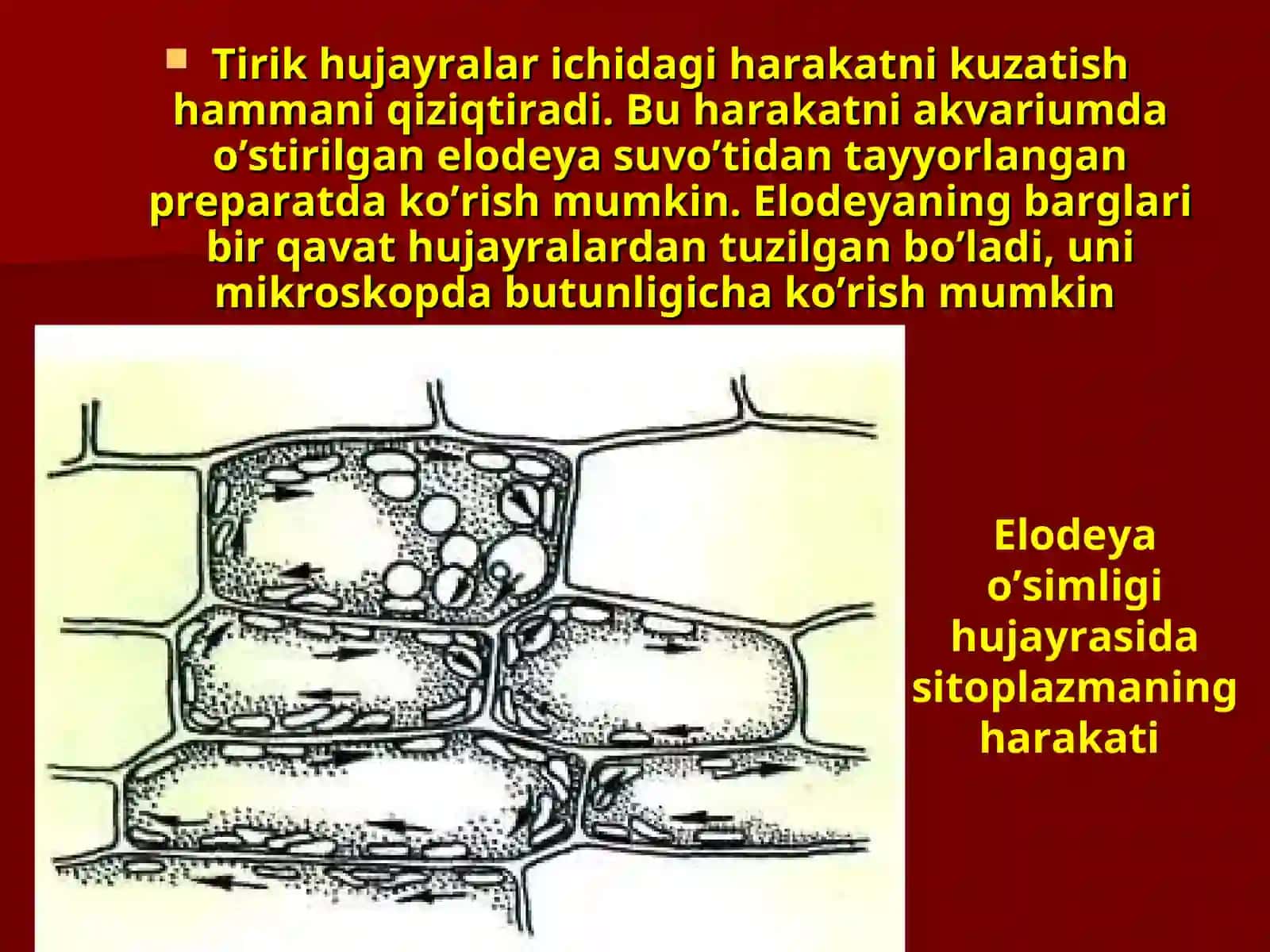 HUJAYRALARNING HAYOTIY FAOLIYATI 3
