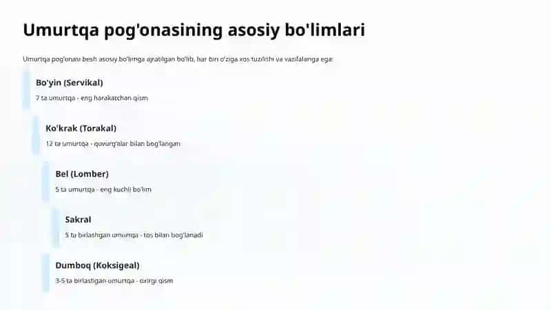 Umurtqa pog'onasi 3