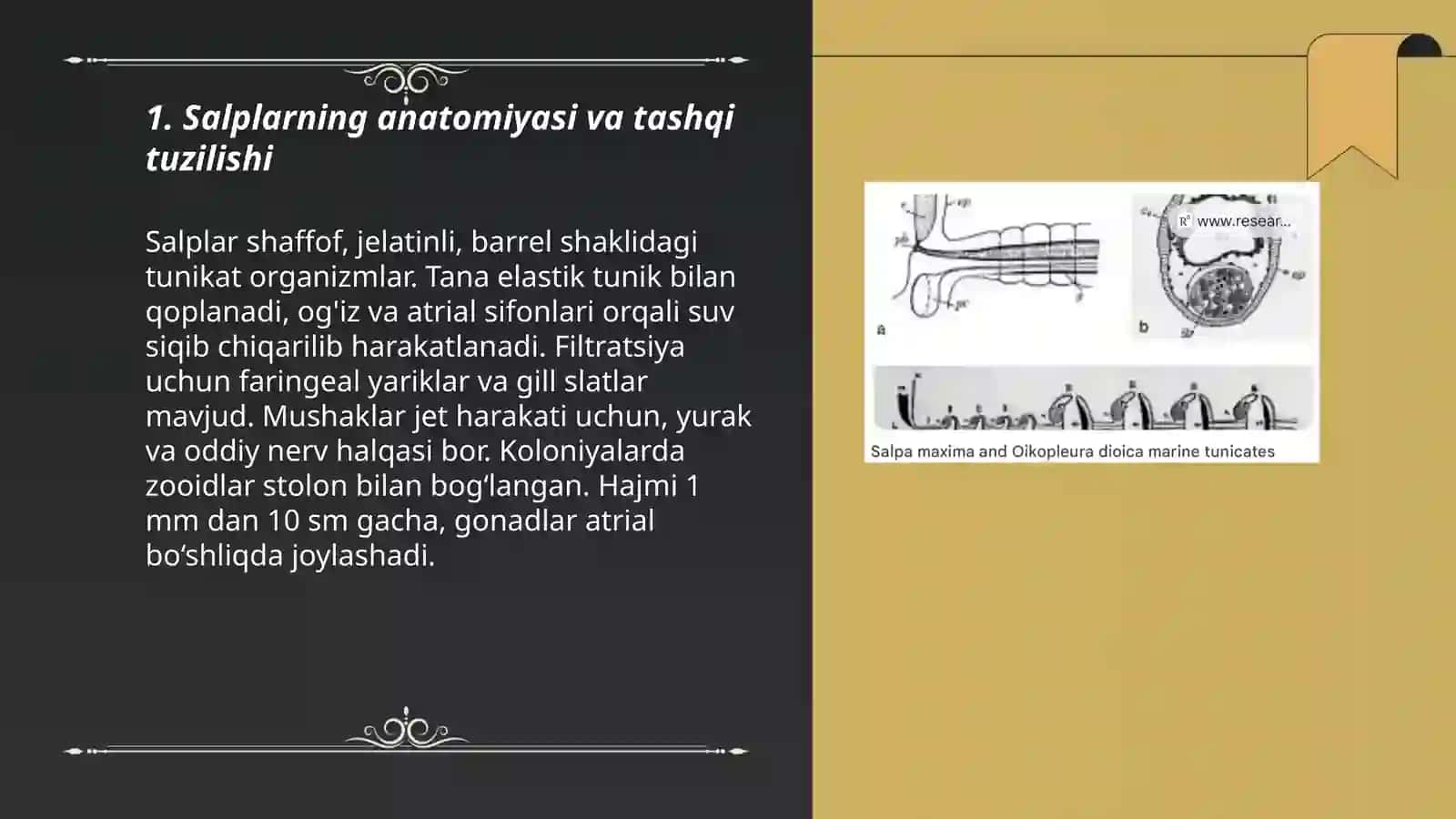 Sal'plar va appendikulyariyalar sinfi 3
