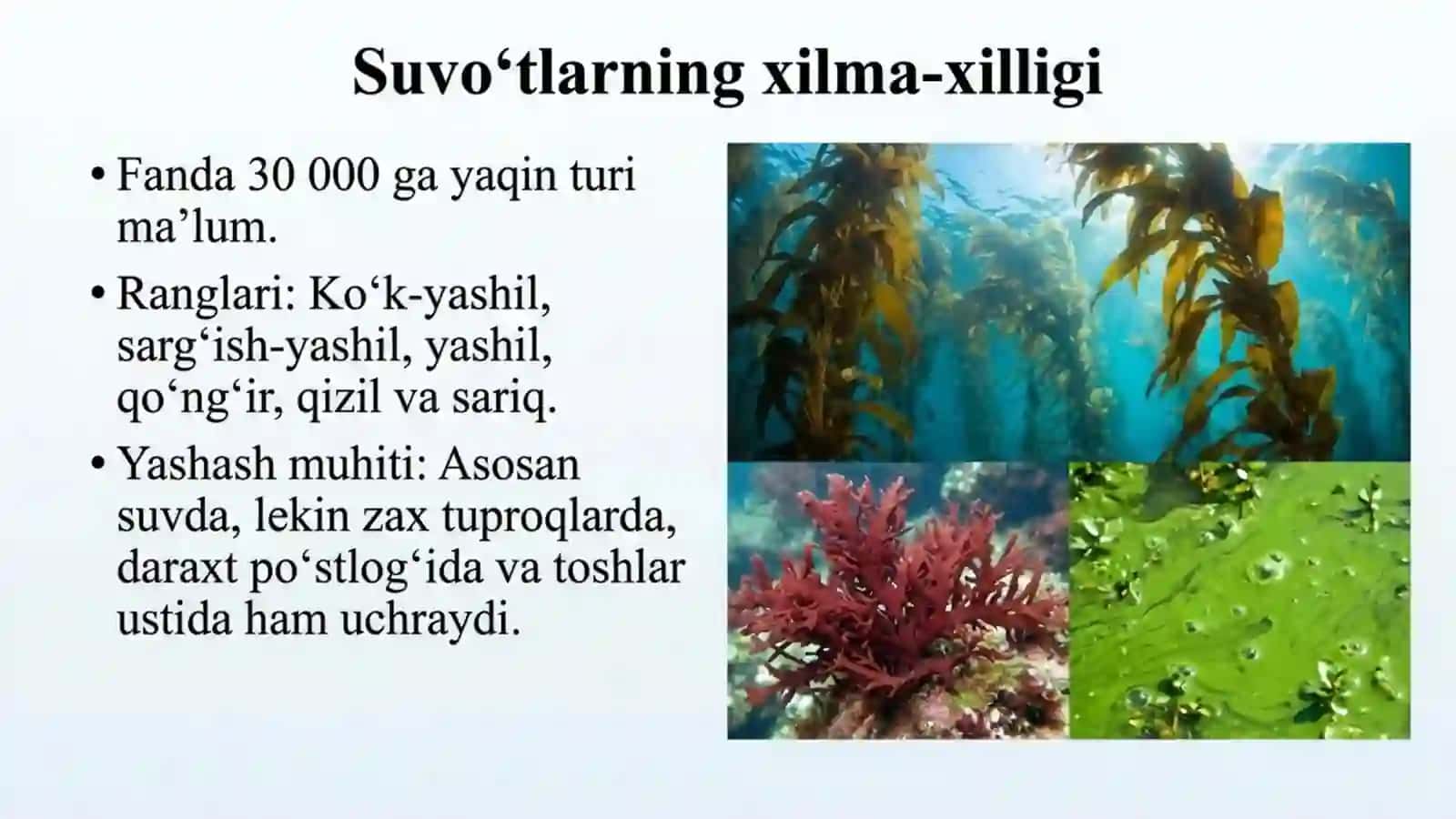 Suvo'tlar - tuban o'simliklar 3