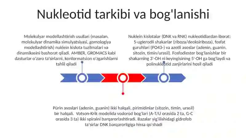 Nuklein kislotalarning kimyoviy xossalari va ularni modellash 3