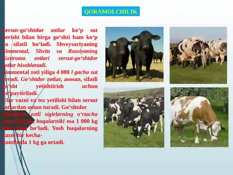 QORAMOLCHILIK 3