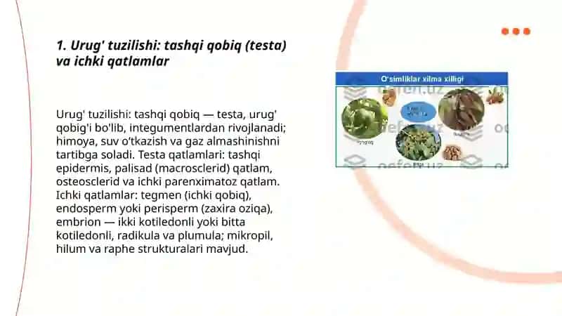 Urug' tuzilishi: tashqi qobiq (testa) va ichki qatlamlar 3