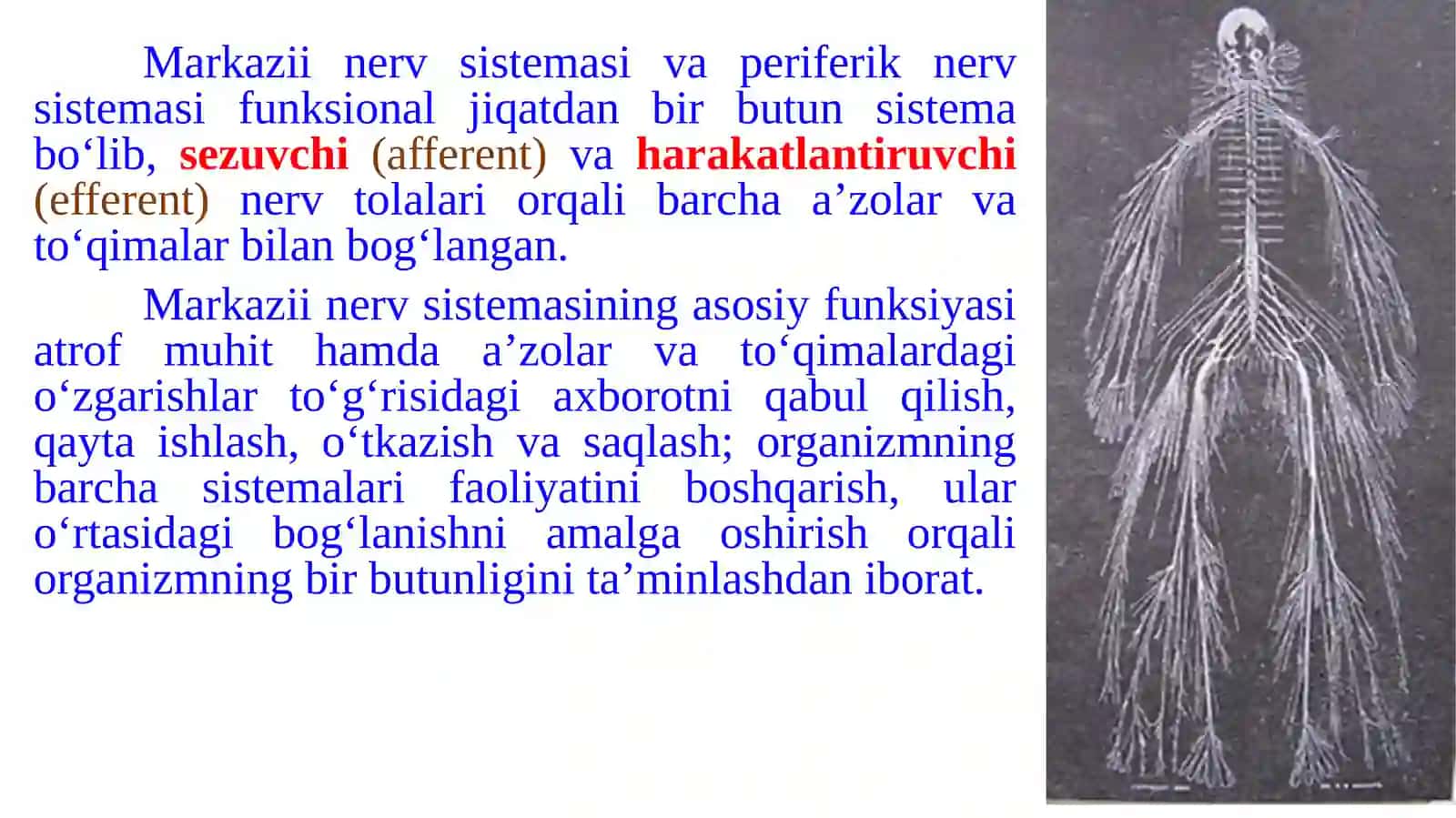 Nervtizimining umumiyanatomiyasi 3