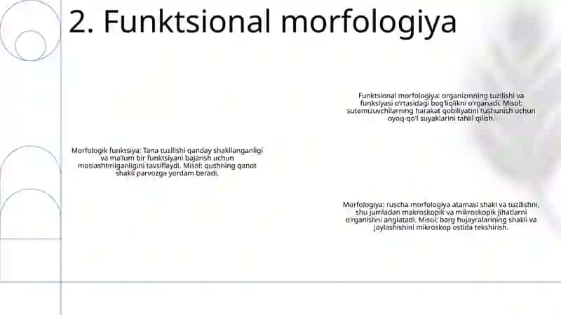 Morfologiya 3