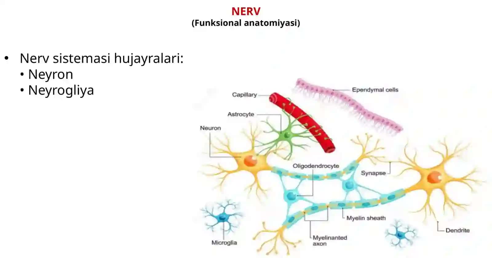 Nerv sistemasining struktor va funksional birligi 3