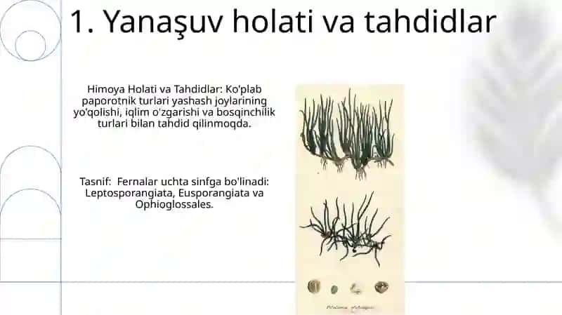 Zamonaviy filogenetik sistema tuban oʻsimliklar va ularning klassifikatsiyasi 3