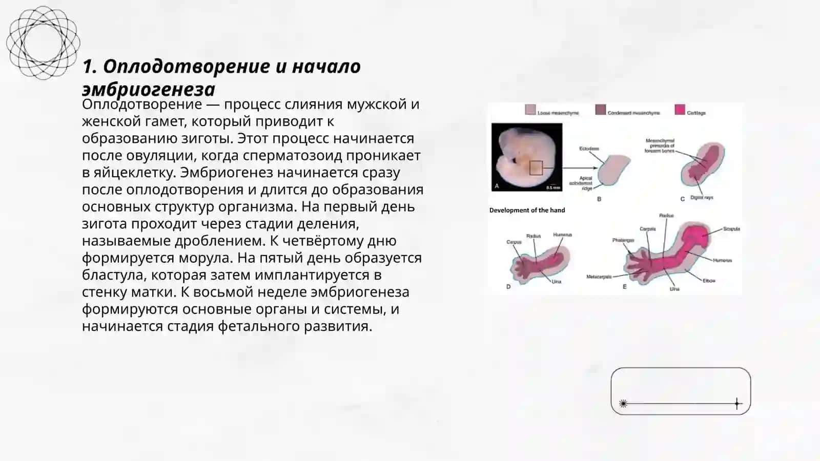 Критические периоды эмбриогенеза человека 3