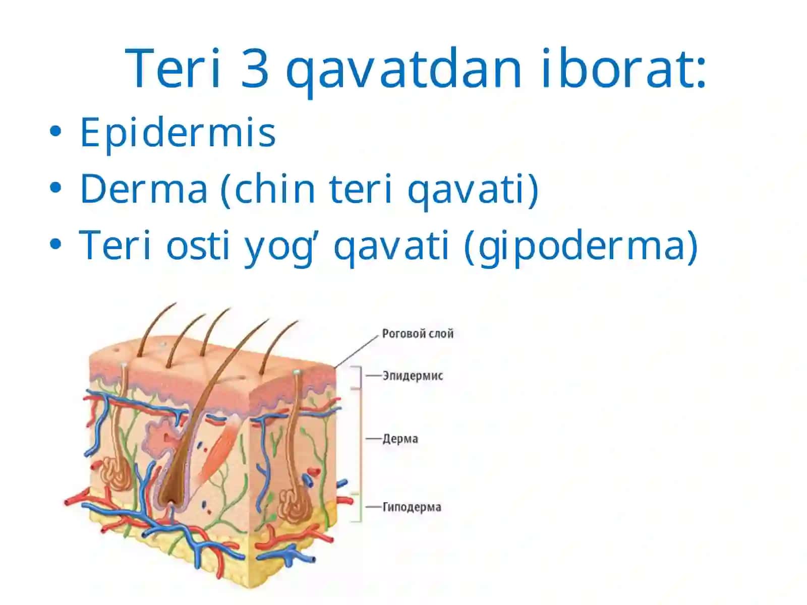 Teri va siydik ayirish sistemasi 3