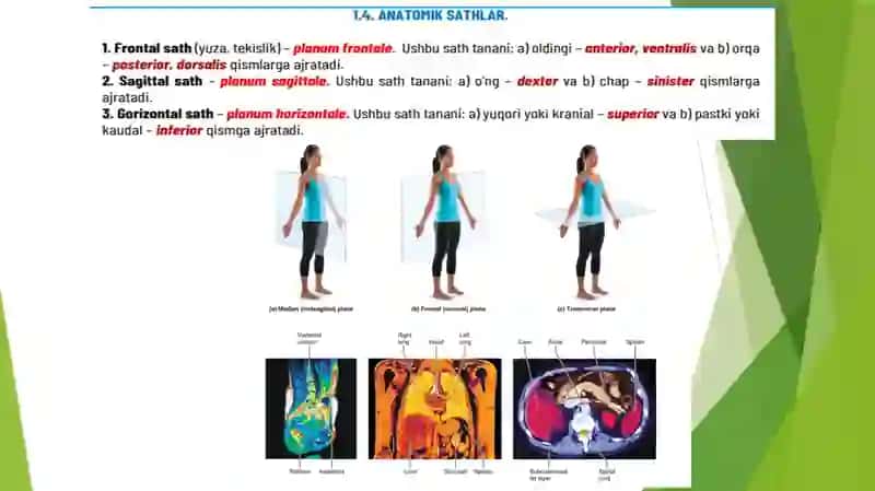 Anatomiya faniga kirish,  boshlang’ich terminologiya va suyaklar. Анатомияга кириш Бошлангич терминология ва суяклар 3