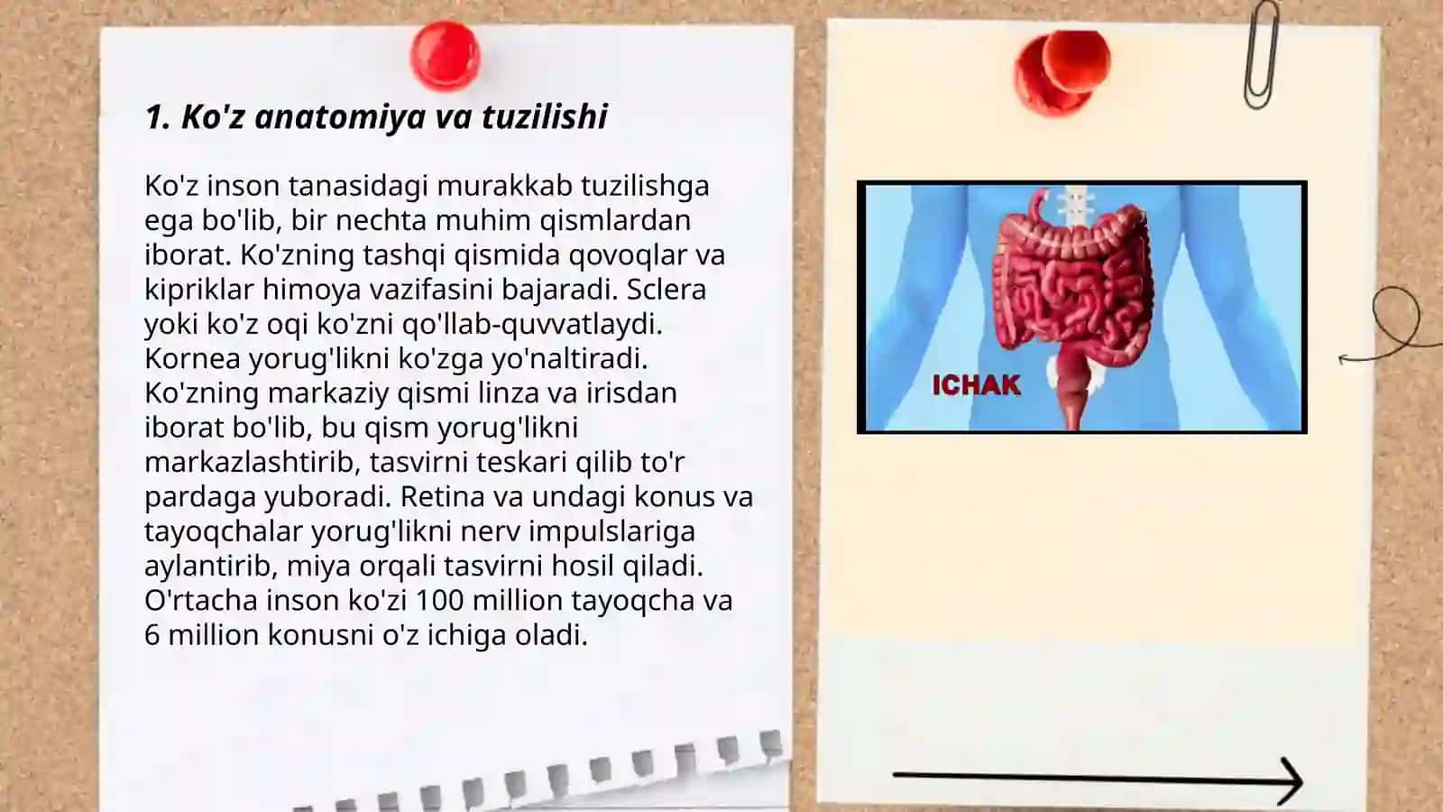 Sezgi organlari anatomiyasi va zamonaviy tekshirish usullari 3