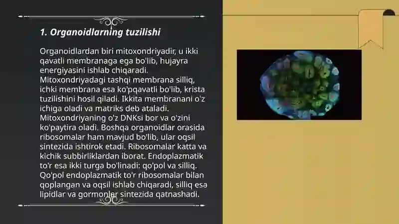 Organoidlar 3