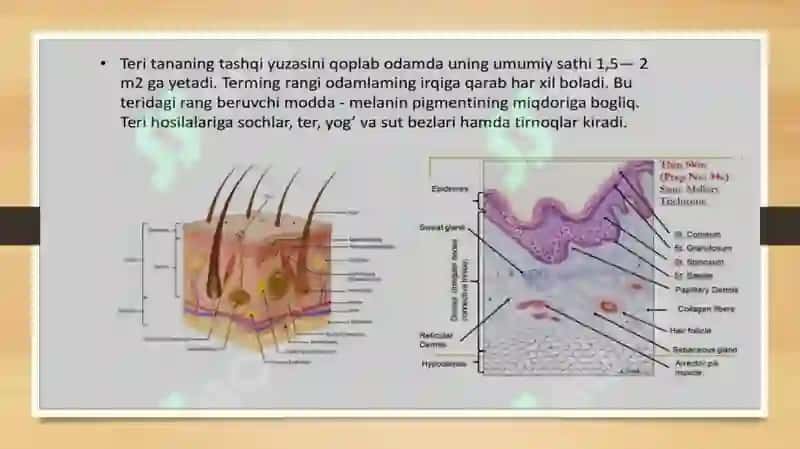 Teri regeneratsiyasi va transplantatsiyasi. Nazariy va klinik ahamiyati. Havo-qon to’sig’ining tuzilishi, vazifalari va patologiyasi. Atsinusning gistafiziologiyasi. O’pkaning regeneratsiyasi va transplantatsiyasi 3