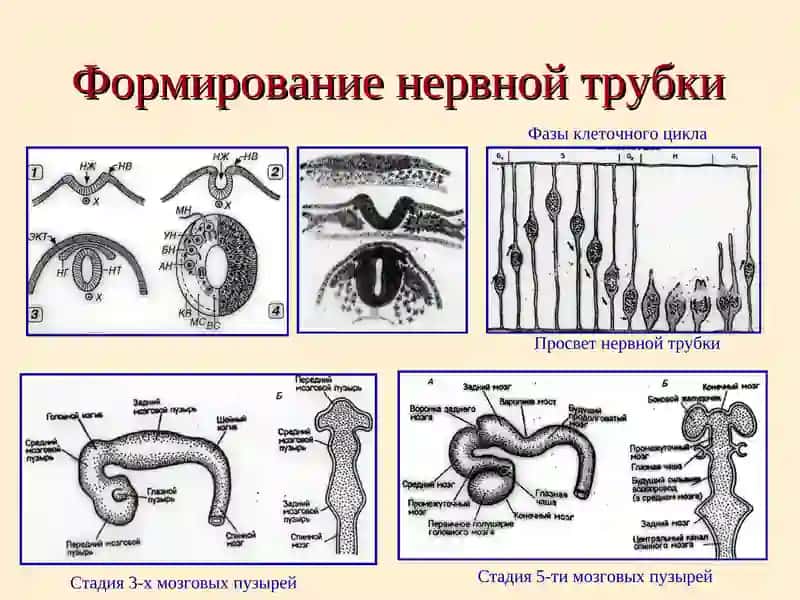 Органогенез 3