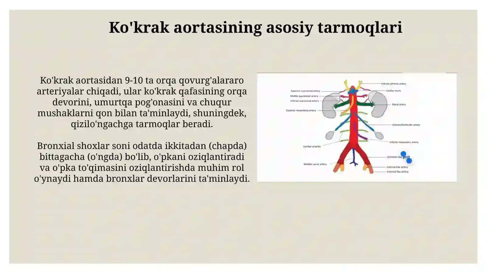Ko’krak va qorin aortasinin asosiy tarmoqlari 3