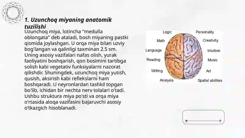 Uzunchoq miya funksiyalari 3