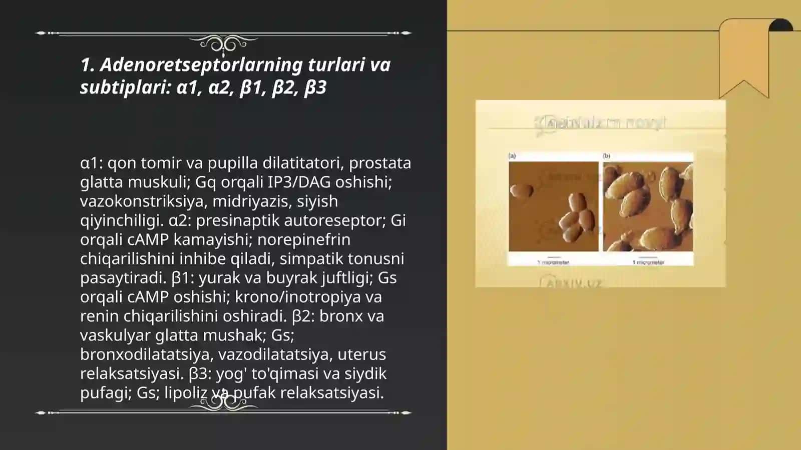Adenoretseptorlarni qo'zg'atuvchi vositalar 3